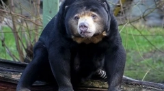 Biruang malay bear